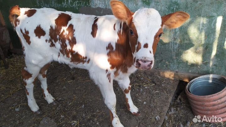 Телочки 1 месяц