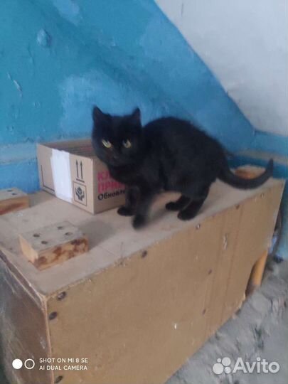 Черный котенок (мальчик)