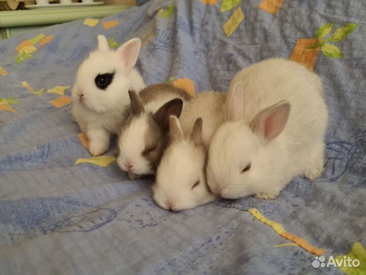 Карликовый кролик