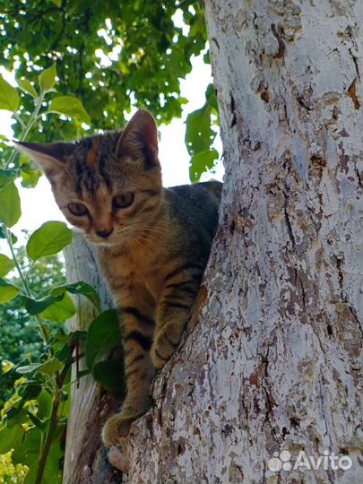 Кошка в дар