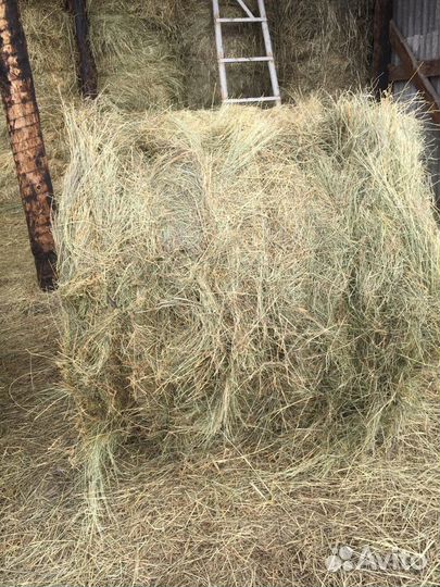 Сено в тюках 250кг