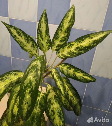 Сингониум Уайт Империал,аглаонемы