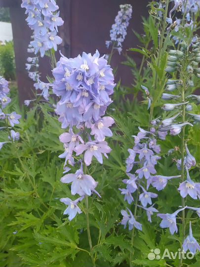 Дельфиниум голубой и фиолетовый