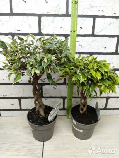 Фикус бенджамина экзотика