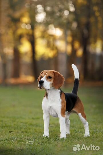 Вязка кобель бигль