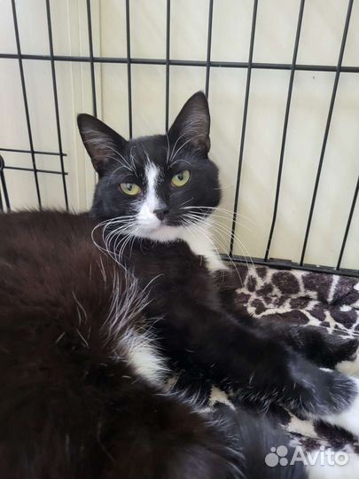 Кошки в добрые руки