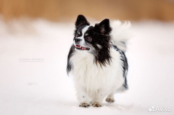 Передержка