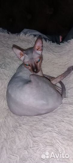 Сфинкс кошка бесплатно