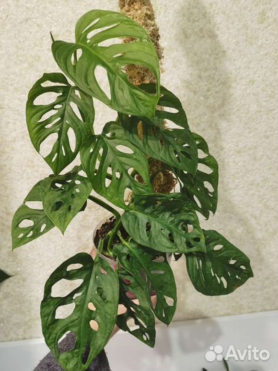 Монстера манки