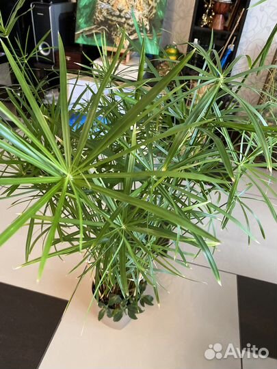 Циперус папирус, кошачья радость