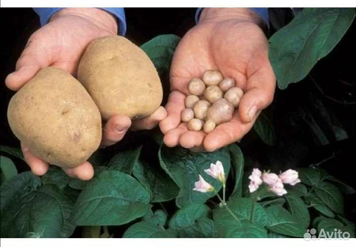 Мелкий картофель на корм скоту