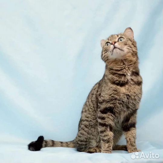 Котик Мускат в поисках дома