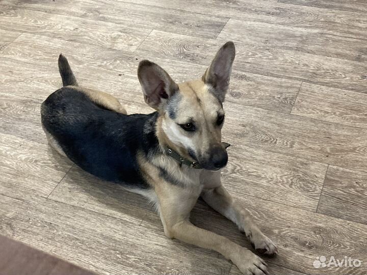 Собаки из приюта