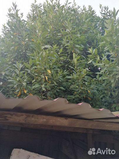 Лавровый лист оптом