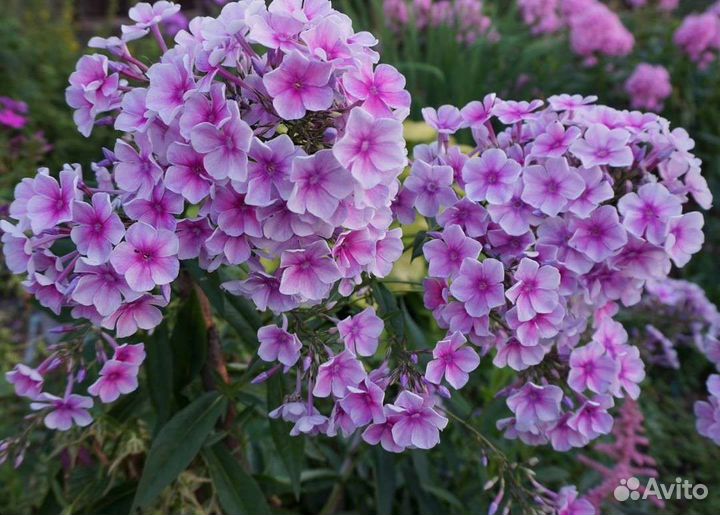 Флокс метельчатый