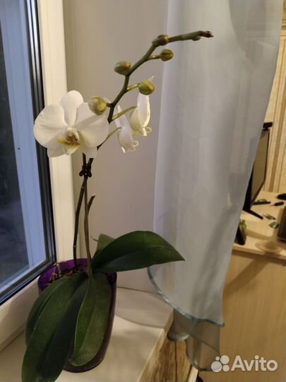 Орхидея, аглаонема, папоротник