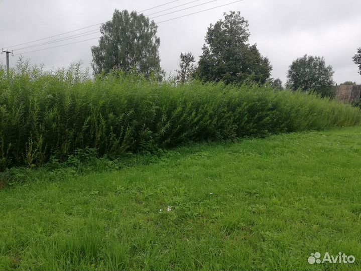 Черенки лозы/ ивы Ламберта