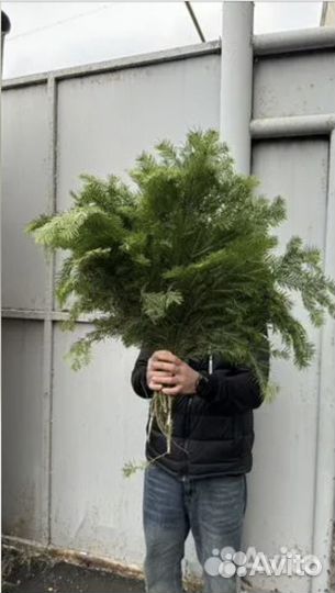 Лапник пихтовый