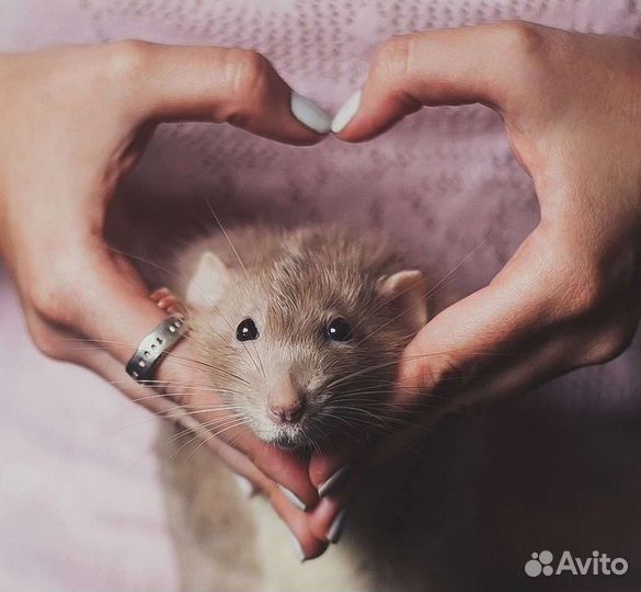 Ратолог специалист по грызунам