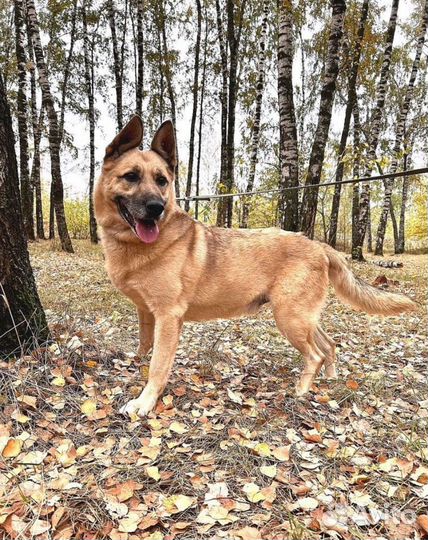 Статный Шарик хочет домой