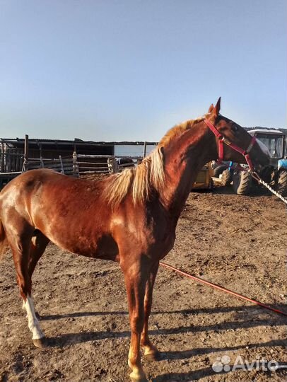 Русским рысак