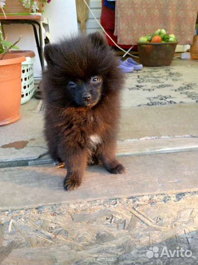 Померанский шпиц
