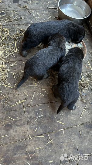 Щенки восточноевропейской овчарки