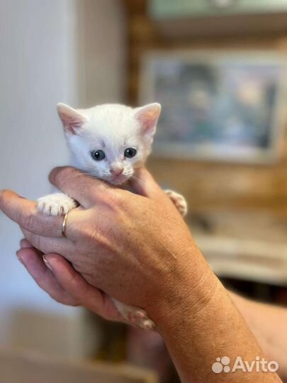 Котята в добрые руки бесплатно