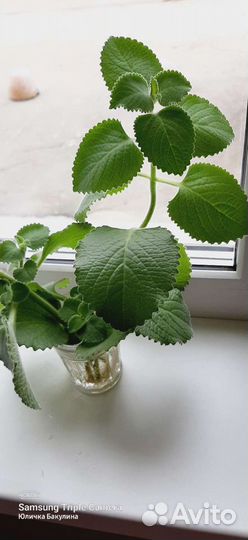 Комнатная мята