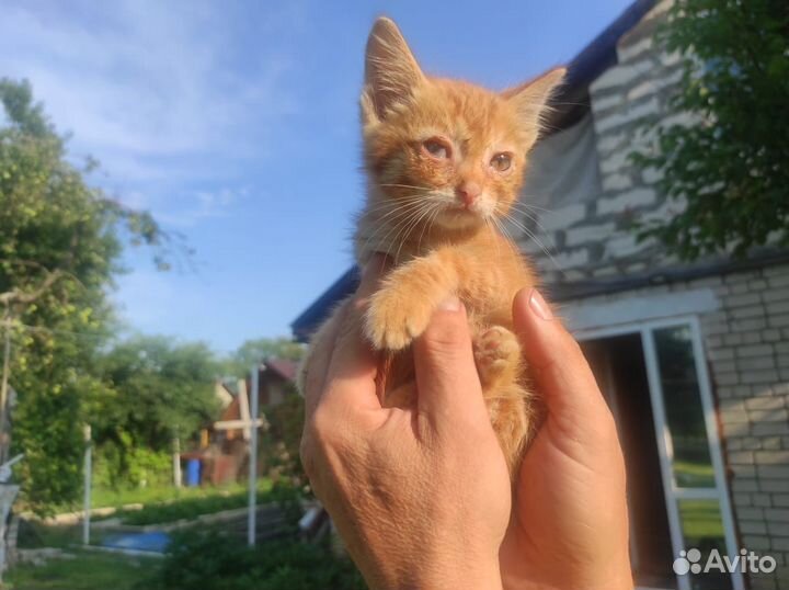 Котята рыжие бесплатно