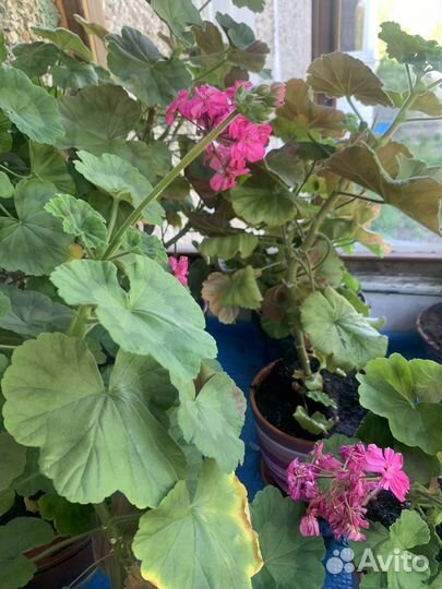 Комнатное растение герань цветущая, Розовая 30 см