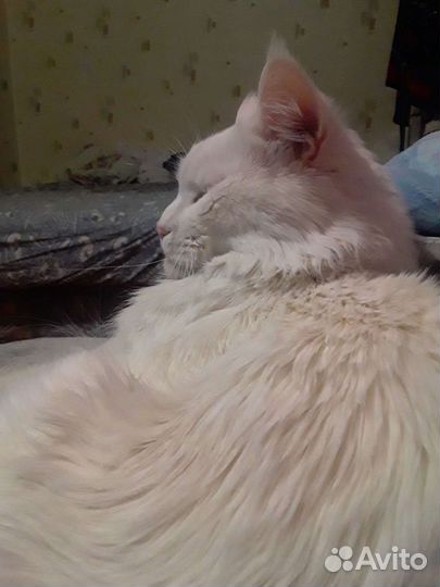 Мейн-кун вязка