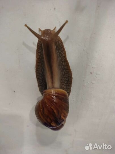 Отдам улиток