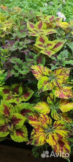 Цветы в кашпо и в рассаде