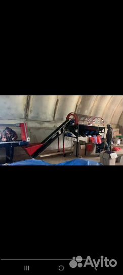 Семена озимого чеснока