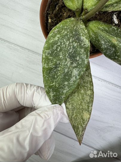 Хойя Rundumensis silver