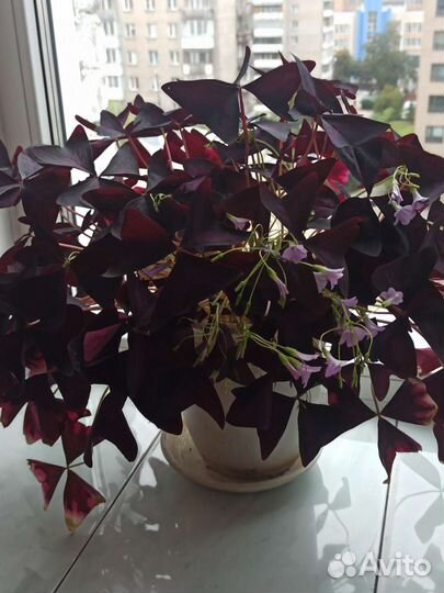 Кислица оксалис