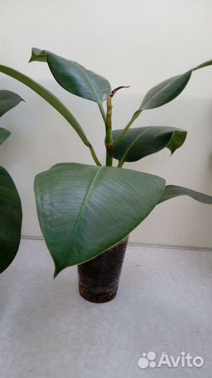 Продаю фикусы