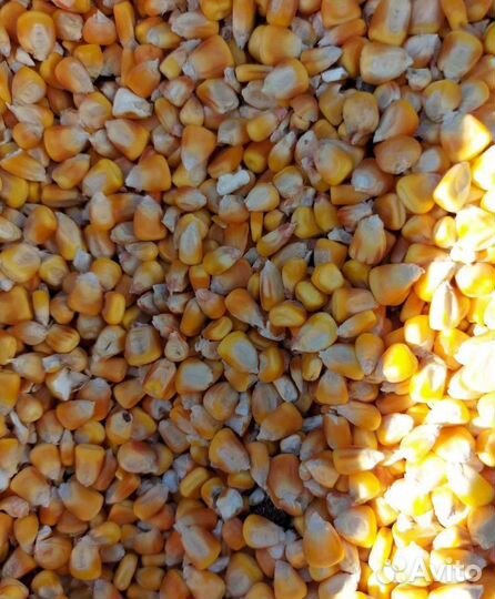 Кормовая пшеница, Сахарная свёкла корма