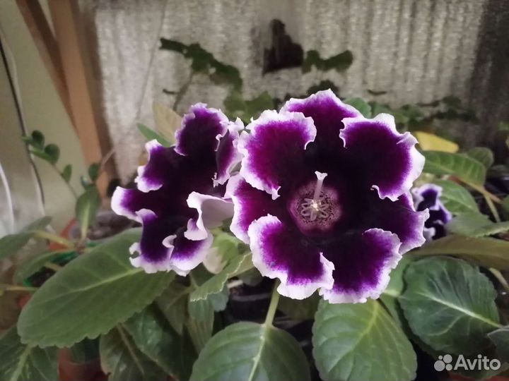 Глоксиния лист на срез