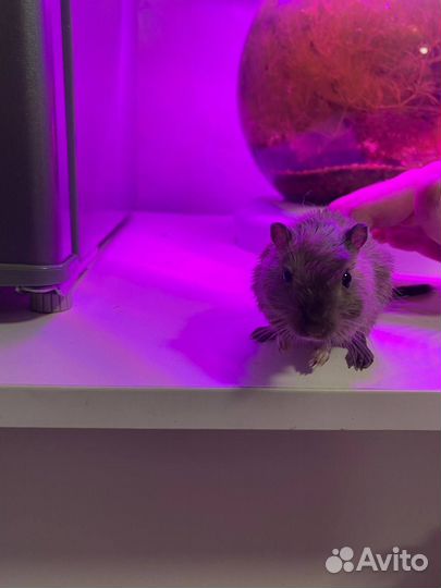 Монгольская песчанка