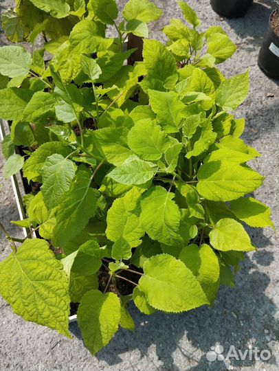 Гортензия древовидная 