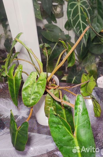 Комнатные цветы