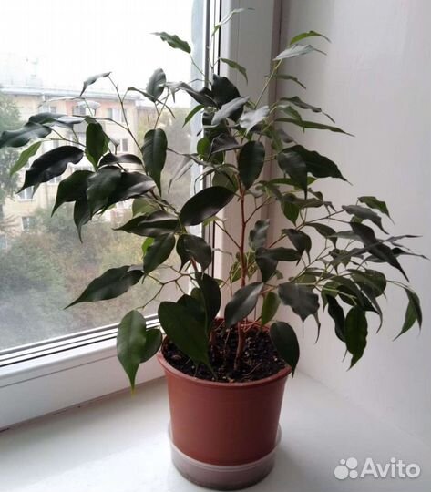 Фикус бенджамина