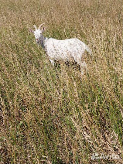 Коза дойная молочная, козлята