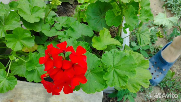 Пеларгония герань разные сорта