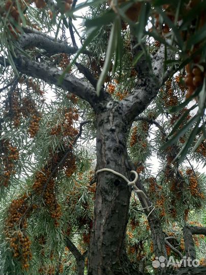 Облепиха для заморозки