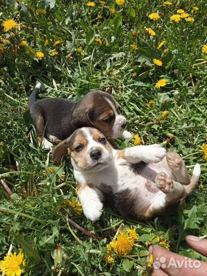 Щенки бигль