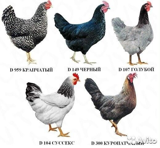 Куры чешский доминант