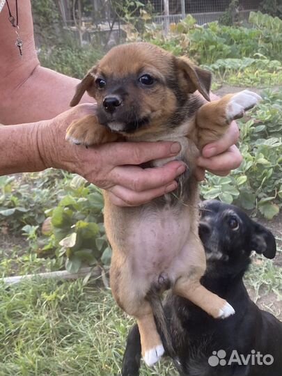 Щенки Той-терьер